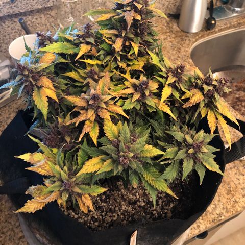 Number 1 growlog timeline photo