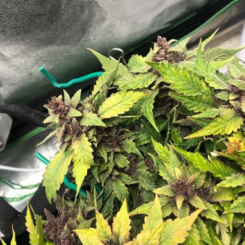 Number 1 growlog timeline photo