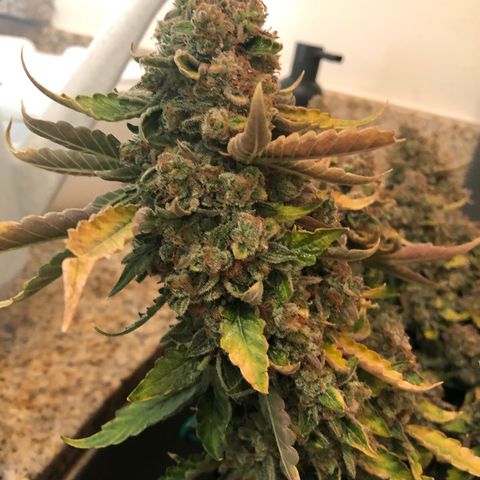 Number 3  growlog timeline photo