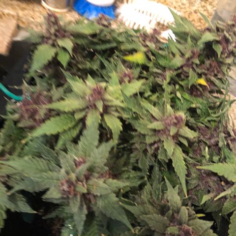 Number 1 growlog timeline photo
