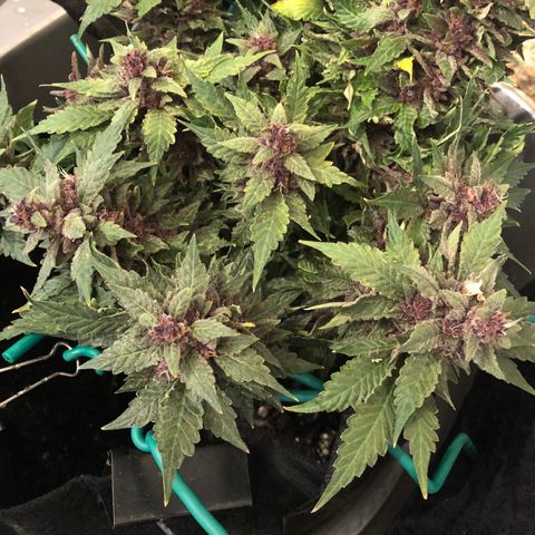 Number 1 growlog timeline photo