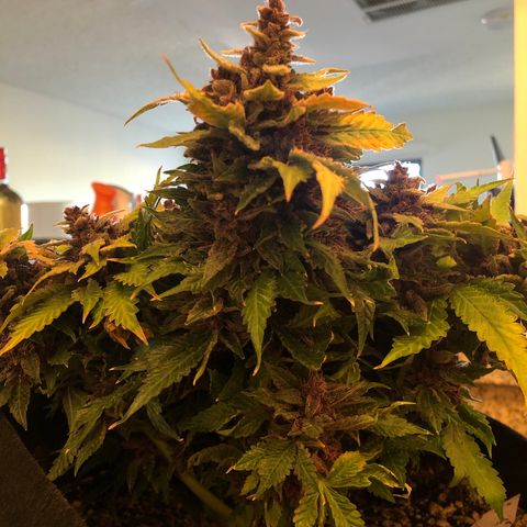 Number 1 growlog timeline photo