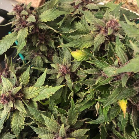 Number 1 growlog timeline photo