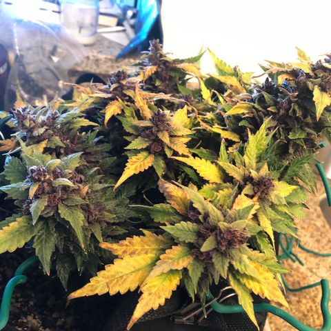 Number 1 growlog timeline photo