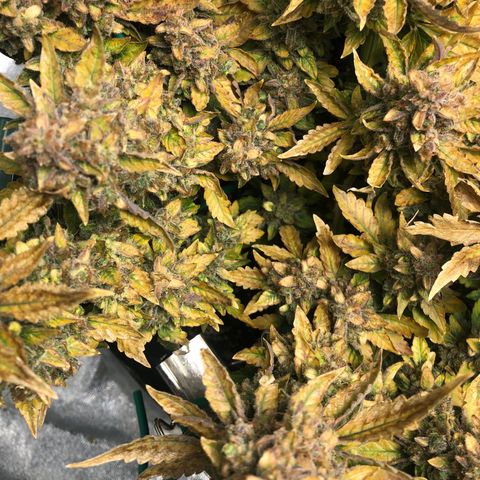 Number 3  growlog timeline photo