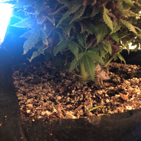 Number 1 growlog timeline photo