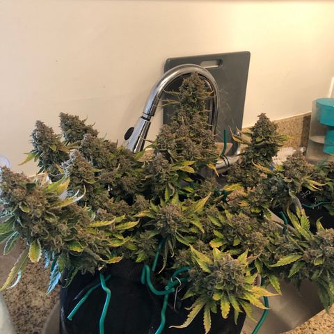 Number 3  growlog timeline photo