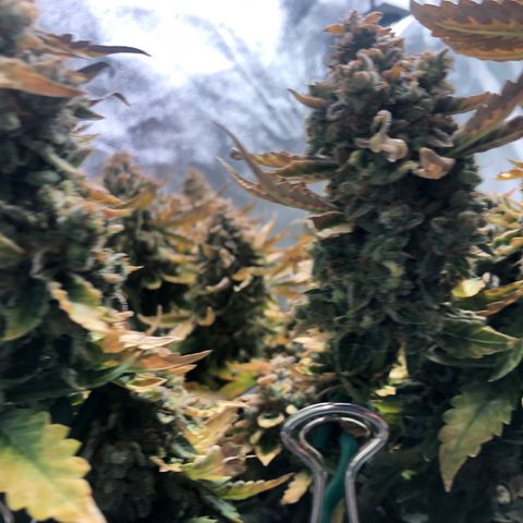 Number 3  growlog timeline photo