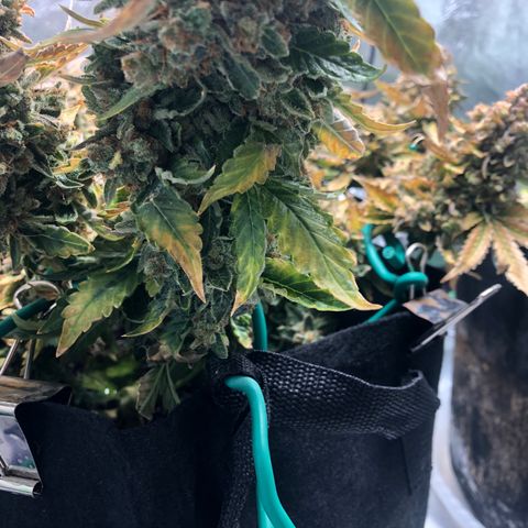 Number 3  growlog timeline photo