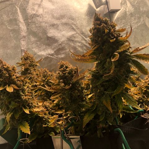 Number 3  growlog timeline photo
