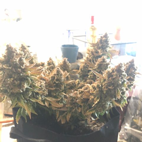 Number 3  growlog timeline photo