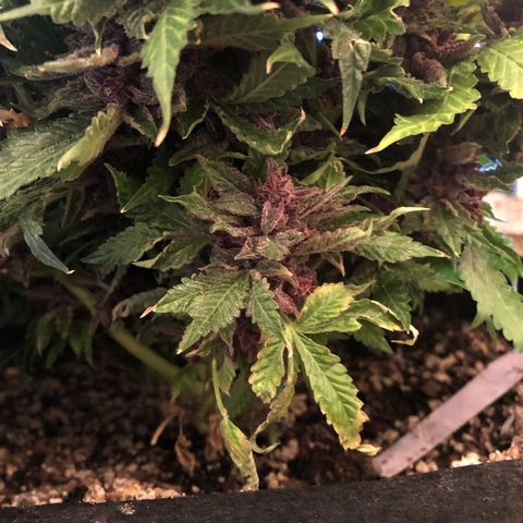 Number 1 growlog timeline photo