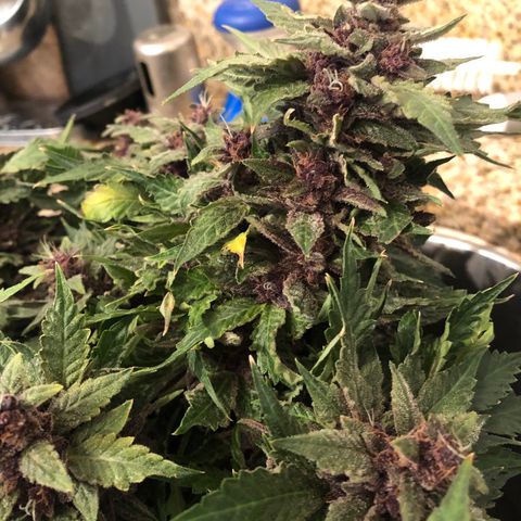 Number 1 growlog timeline photo