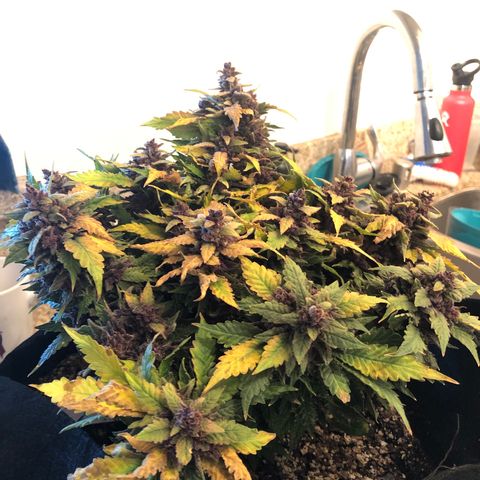 Number 1 growlog timeline photo