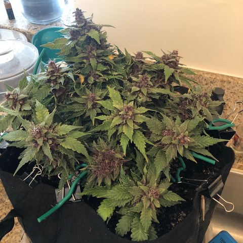 Number 1 growlog timeline photo