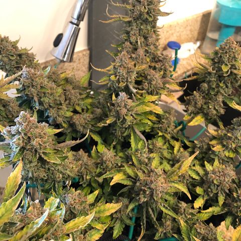 Number 3  growlog timeline photo