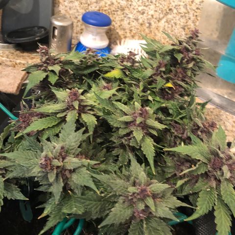 Number 1 growlog timeline photo