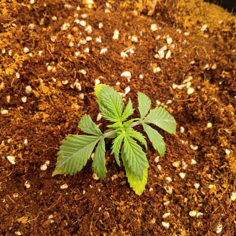 Ultra G growlog timeline photo