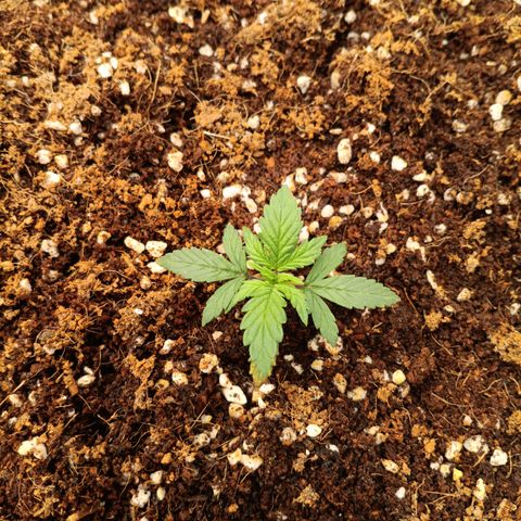 Slow Guy growlog timeline photo