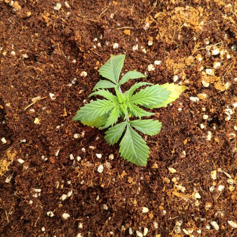 Ultra G growlog timeline photo