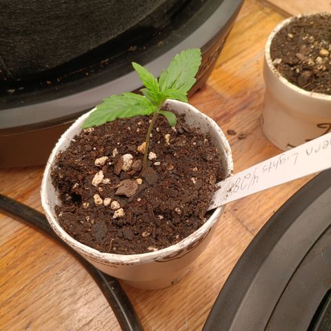 Northern Lights Auto 1 growlog timeline photo