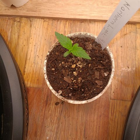 Northern Lights Auto 2 growlog timeline photo