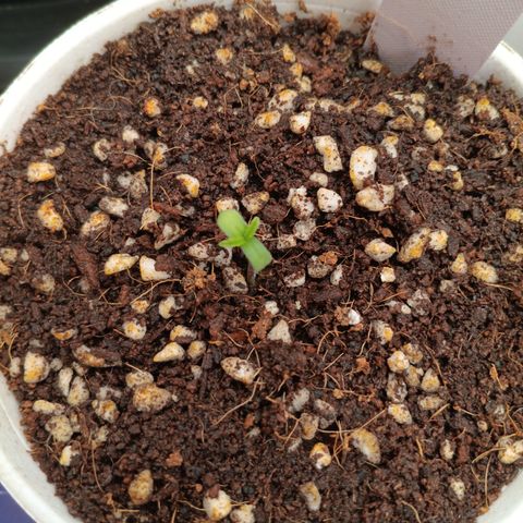 NYC Diesel Auto 1 growlog timeline photo
