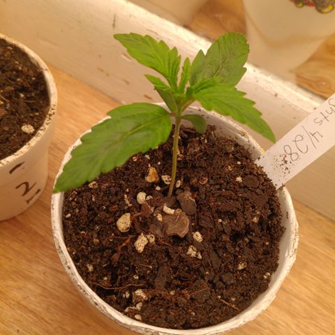 Northern Lights Auto 1 growlog timeline photo