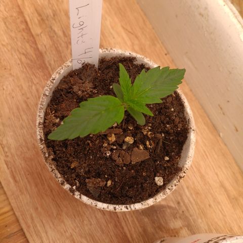 Northern Lights Auto 2 growlog timeline photo