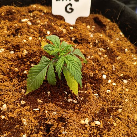 Ultra G growlog timeline photo