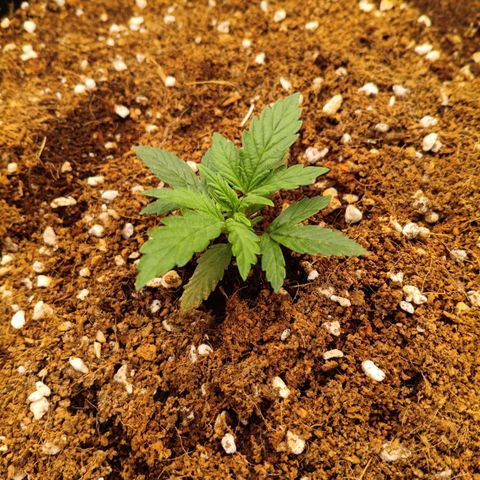 Slow Guy growlog timeline photo