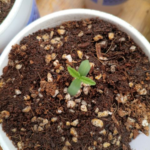 NYC Diesel Auto 1 growlog timeline photo