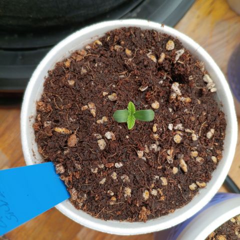 NYC Diesel Auto 3 growlog timeline photo