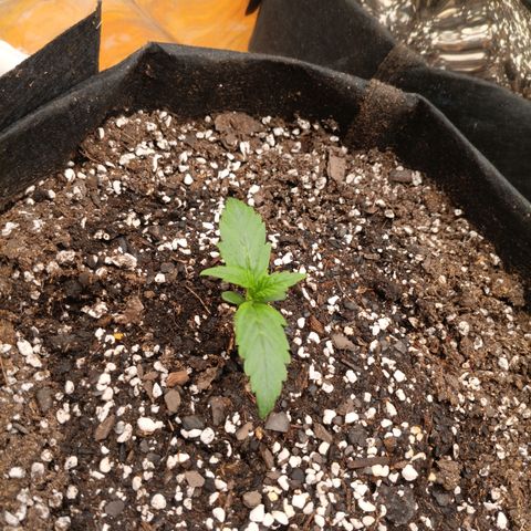 Northern Lights Auto 2 growlog timeline photo