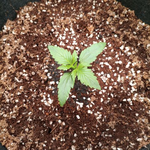 Northern Lights Auto 1 growlog timeline photo