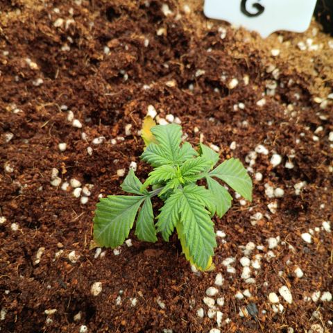 Ultra G growlog photo: Cant get ph right. Stuck in lockout? 