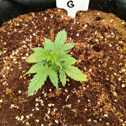 Ultra G growlog timeline photo
