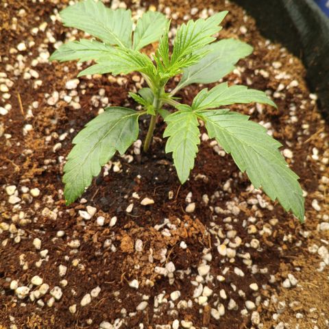 Northern Lights Auto 1 growlog timeline photo