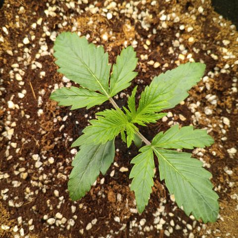 Northern Lights Auto 1 growlog timeline photo