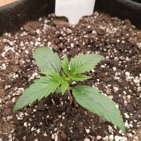Northern Lights Auto 2 growlog timeline photo