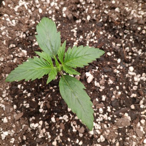 Northern Lights Auto 2 growlog timeline photo