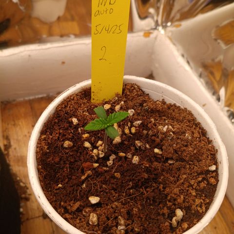 NYC Diesel Auto 2 growlog timeline photo