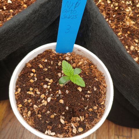 NYC Diesel Auto 3 growlog timeline photo