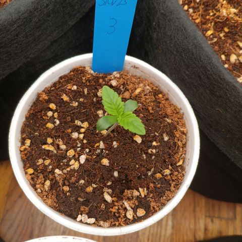 NYC Diesel Auto 3 growlog timeline photo