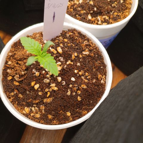 NYC Diesel Auto 1 growlog timeline photo