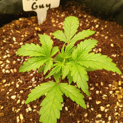 Slow Guy growlog photo: Topped er 