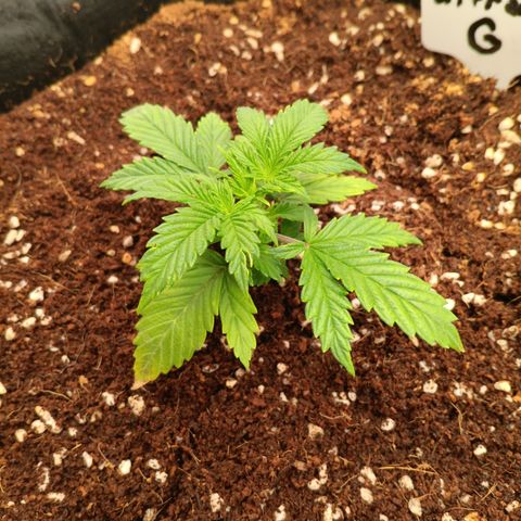 Ultra G growlog timeline photo