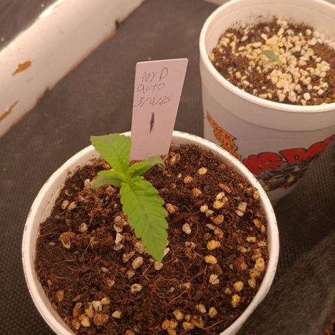 NYC Diesel Auto 1 growlog timeline photo