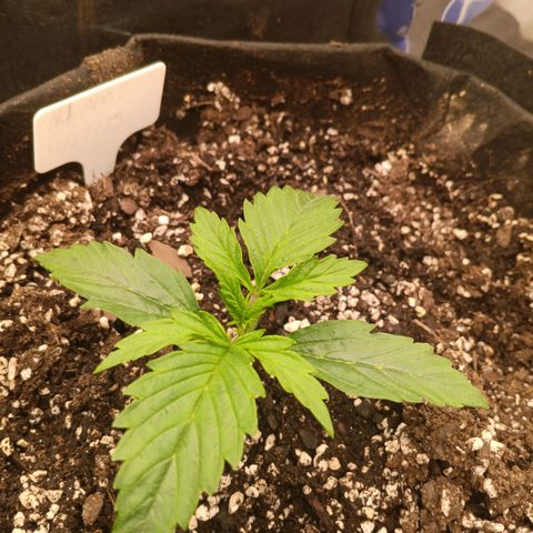 Northern Lights Auto 2 growlog timeline photo