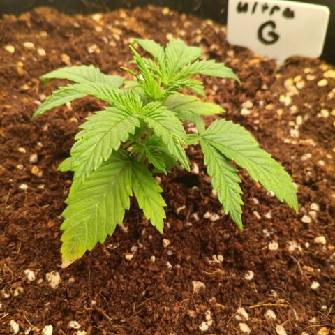 Ultra G growlog timeline photo